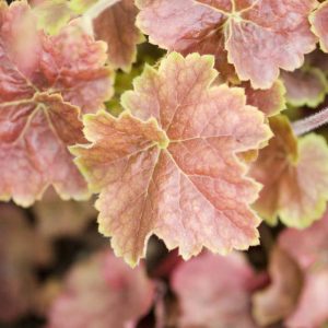 Heuchera Miracle®