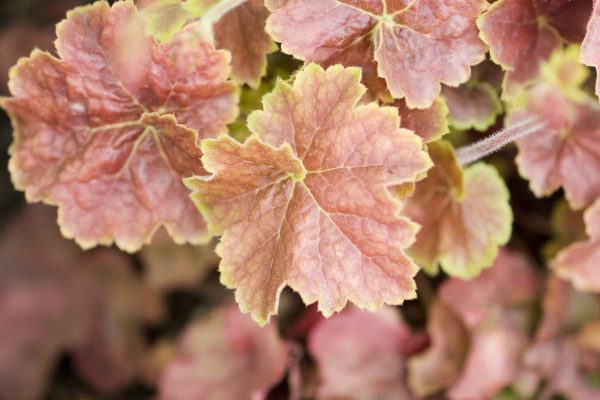 Heuchera Miracle®