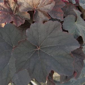 Heuchera Mocha®