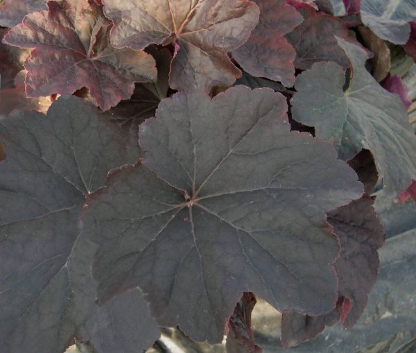 Heuchera Mocha®