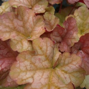 Heuchera Pinot Gris®