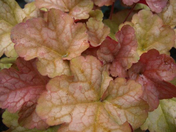 Heuchera Pinot Gris®