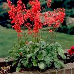 Heuchera Pluie de Feu