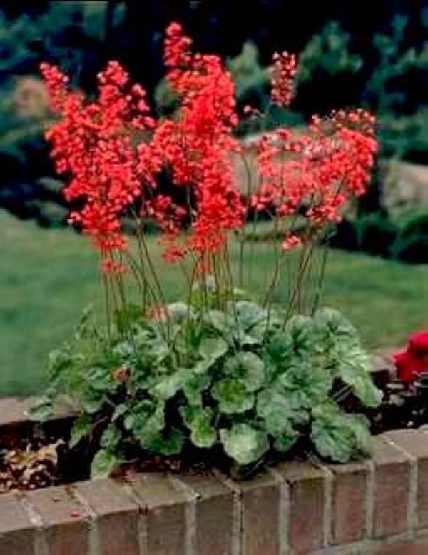 Heuchera Pluie de Feu