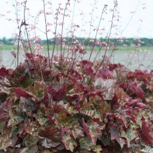 Heuchera Rachel