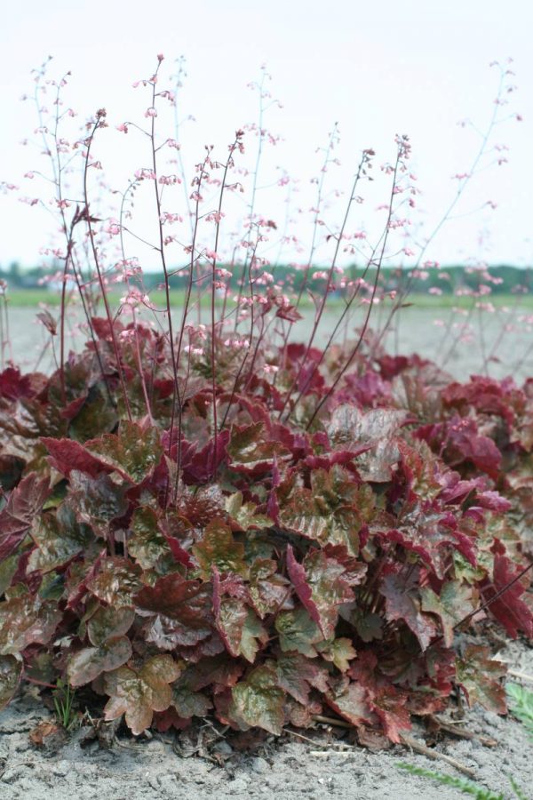 Heuchera Rachel