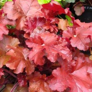 Heuchera Red Sea®
