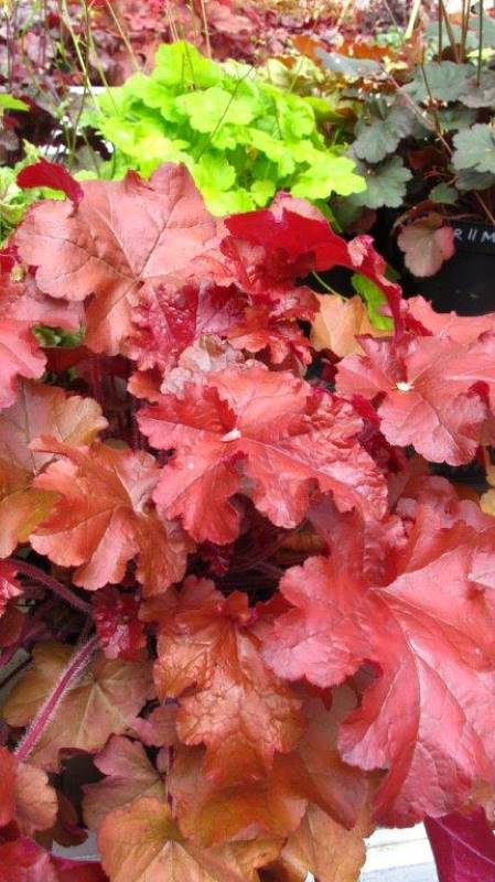 Observatory Kilauea Mountain Kort levetid Heuchera Red Sea® | Verschoor Horticulture