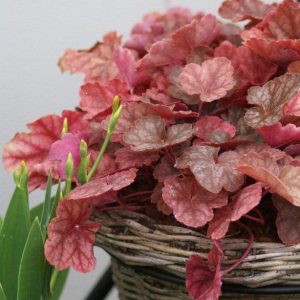 Heuchera Regina