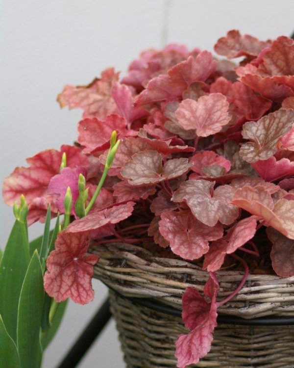 Heuchera Regina