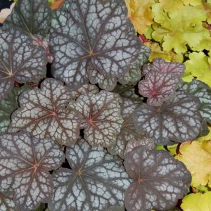 Heuchera Velvet Night