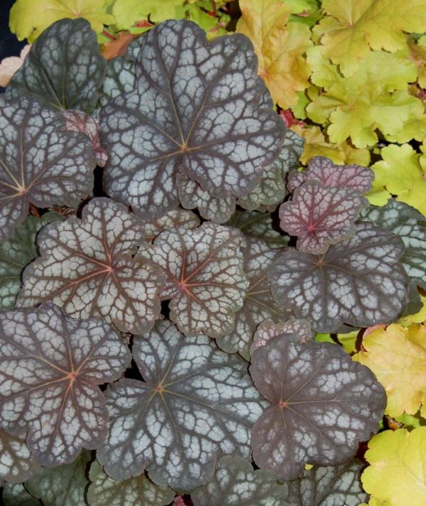 Heuchera Velvet Night