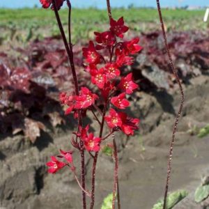 Heuchera sanguinea