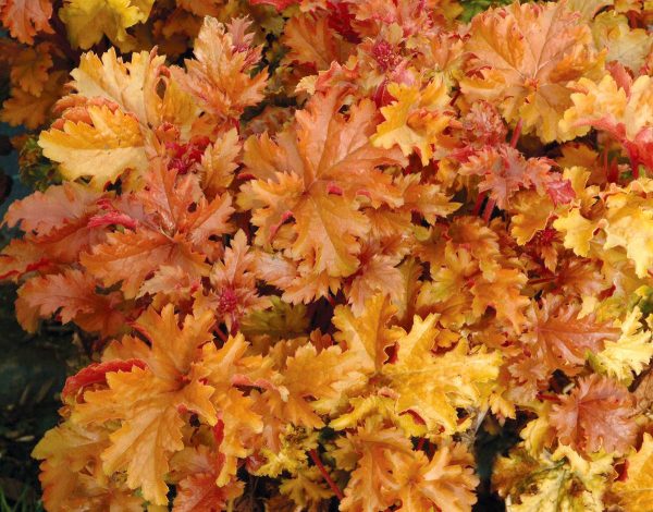 Heuchera Amber Waves®