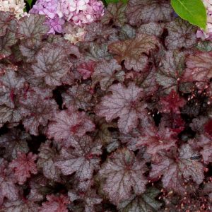 Heuchera Amethyst Mist