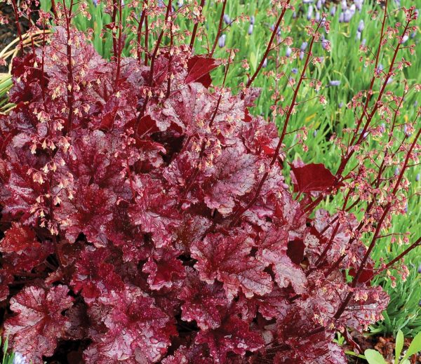 Heuchera Berry Marmelade