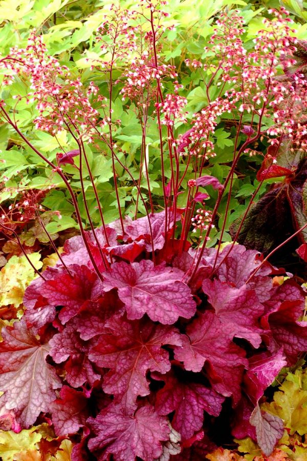 Heuchera Berry Smoothy