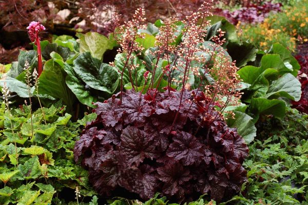 Heuchera Cajun Fire