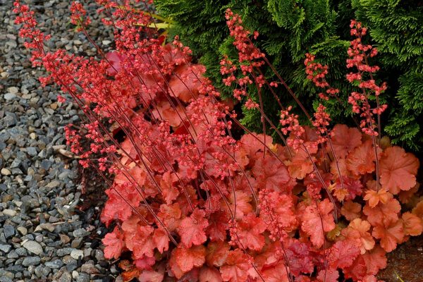Heuchera Cherry Cola