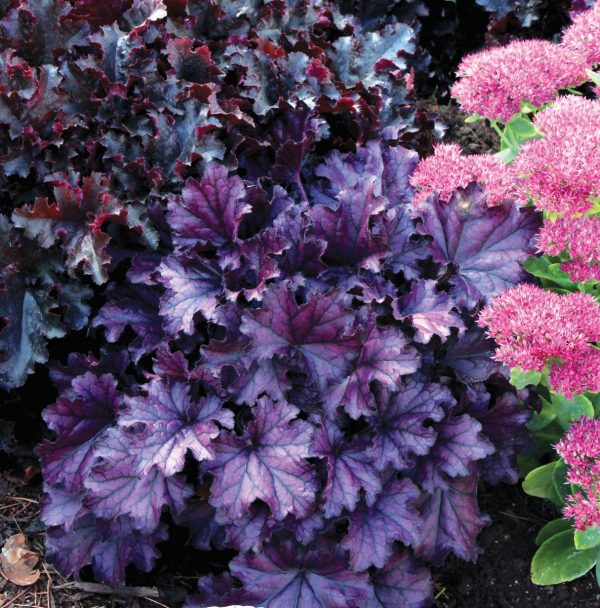 Heuchera Forever Purple® PBR
