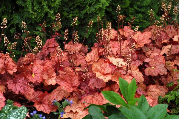Heuchera Georgia Peach