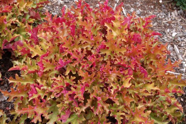 Heuchera Marmelade