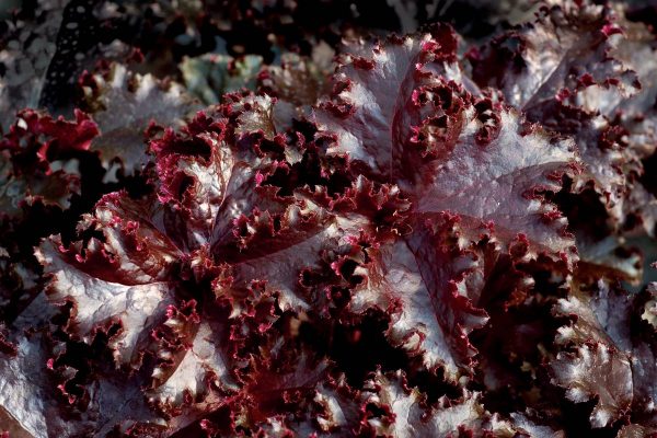 Heuchera Midnight Ruffles