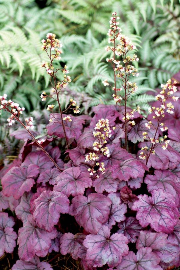 Heuchera Plum Royale