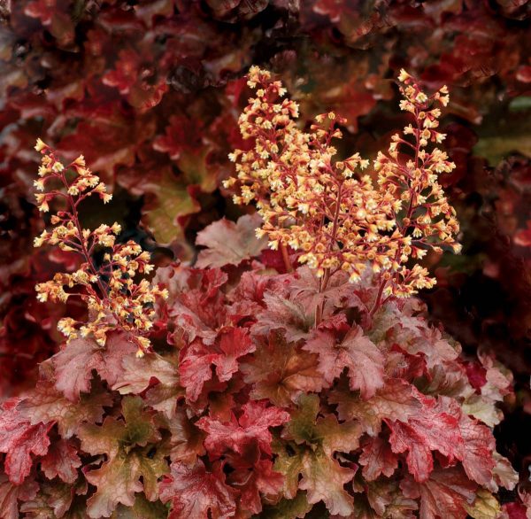 Heuchera Root Beer