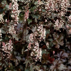 Heucherella Burnished Bronze
