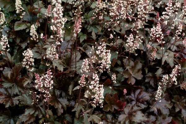 Heucherella Burnished Bronze