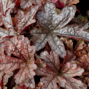 Heucherella Gunsmoke® PBR