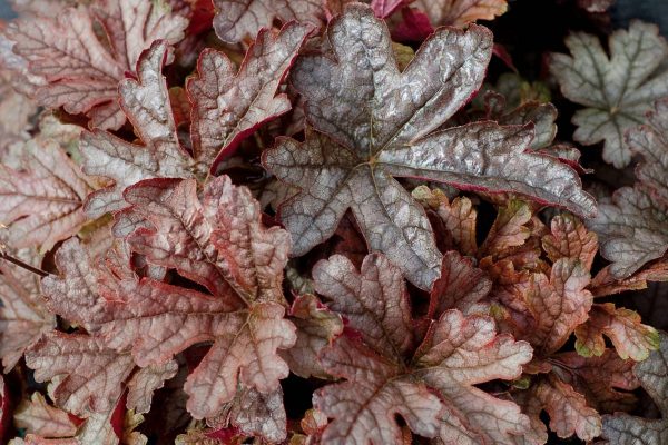 Heucherella Gunsmoke® PBR