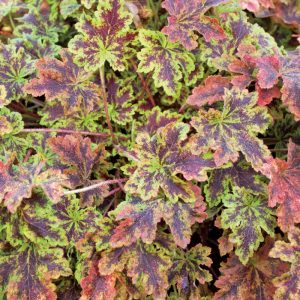 Heucherella Solar Power