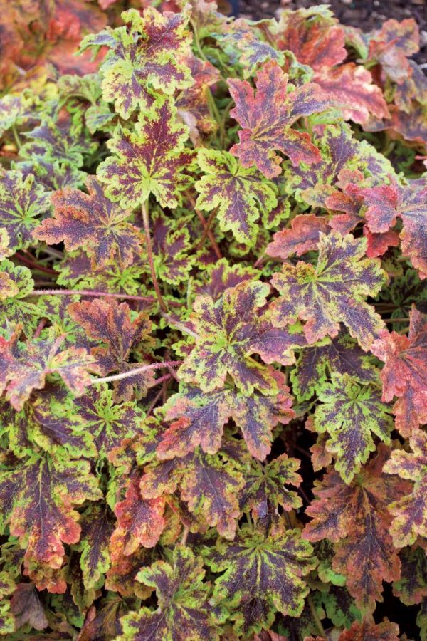 Heucherella Solar Power
