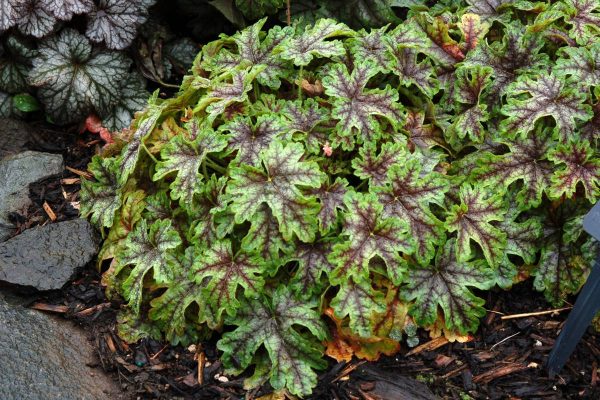 Heucherella Tapestry