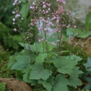 Heucherella Bridget Bloom