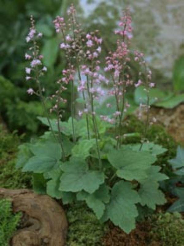 Heucherella Bridget Bloom