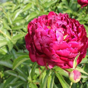 Paeonia  Highlight