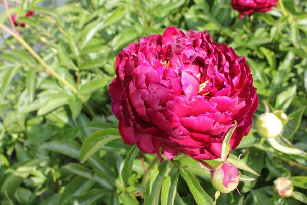 Paeonia  Highlight