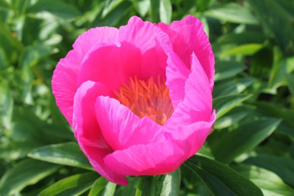 Paeonia  Honor