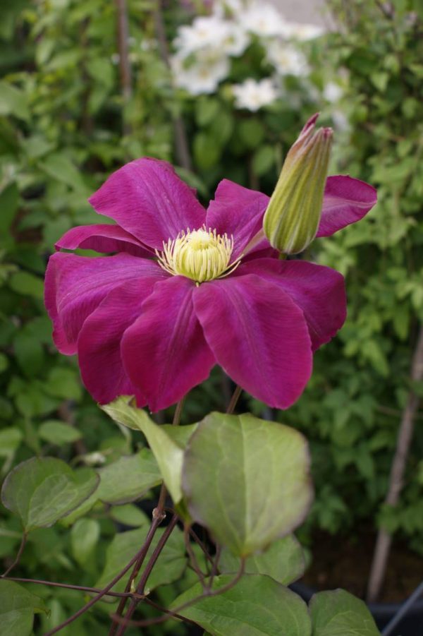 Clematis Hoshi-No-Flamenco
