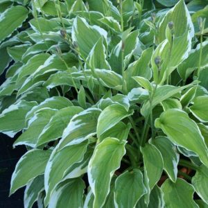 Hosta Antioch