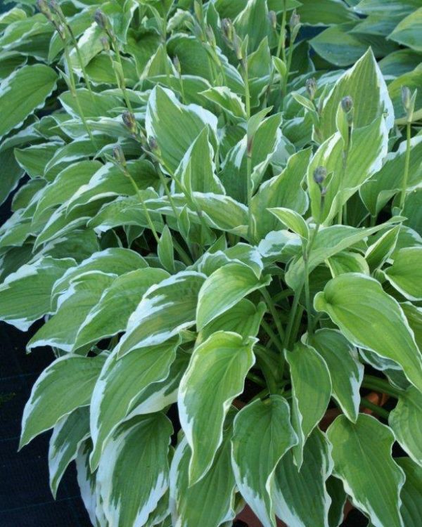 Hosta Antioch