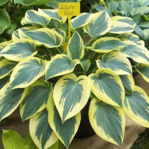 Hosta Autumn Frost