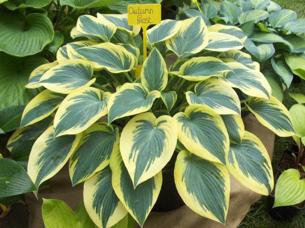 Hosta Autumn Frost