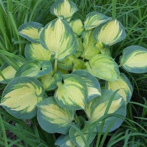Hosta Beach Boy