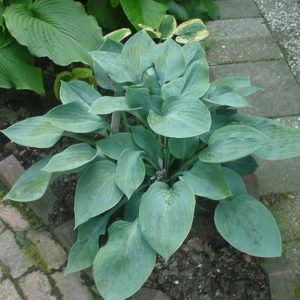 Hosta Blue Stilton