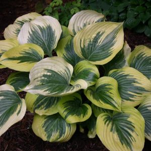 Hosta Broadway