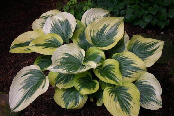 Hosta Broadway